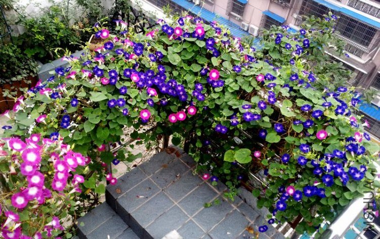 20120906_061124_conew1.jpg