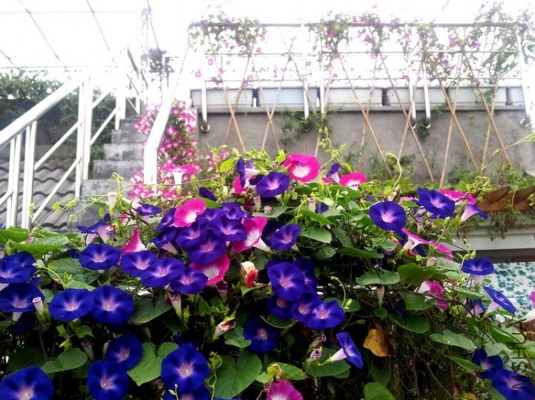 20120906_061646_conew1.jpg