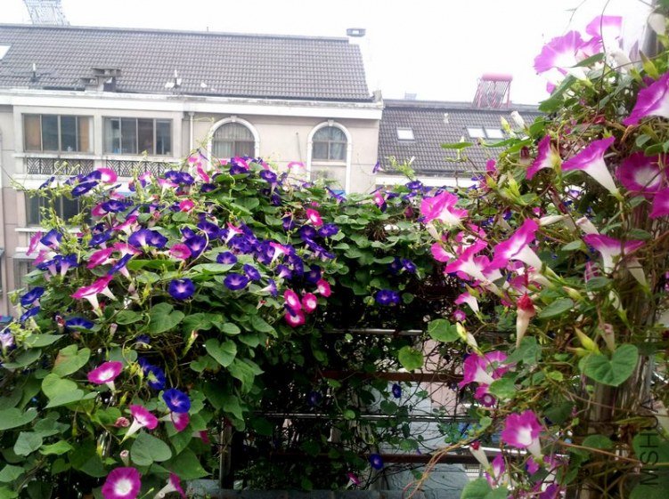 20120906_061714_conew1.jpg