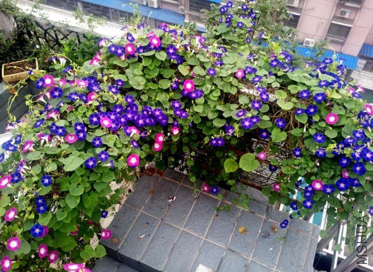 20120906_065547_conew1.jpg