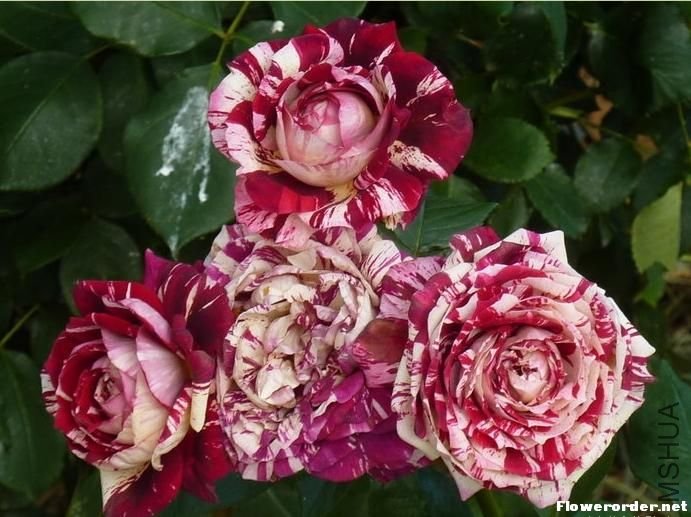 ����£�Julio Iglesias��1.jpg