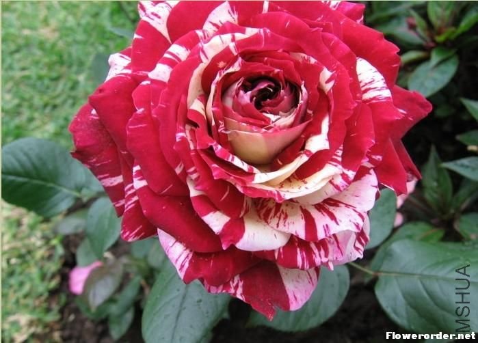 ����£�Julio Iglesias��2.jpg