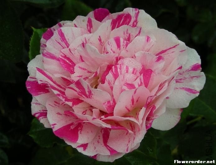 ����£�Julio Iglesias��3.jpg