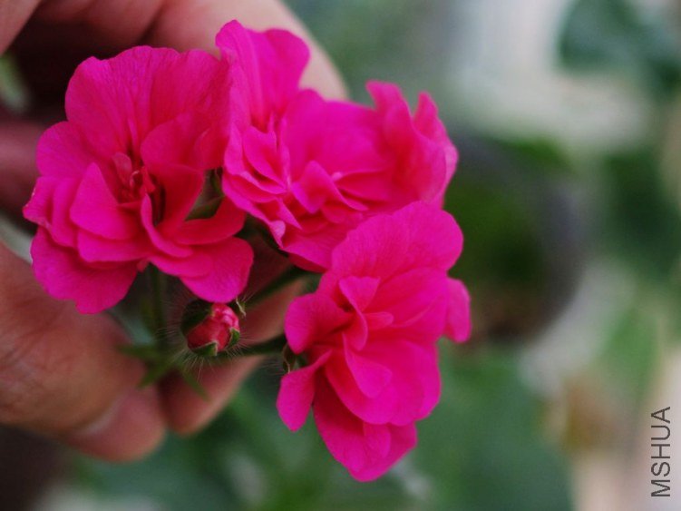 IMGP1049.jpg