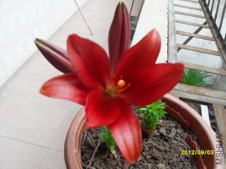 SDC14991.JPG