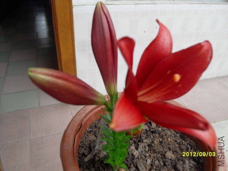 SDC14993.JPG