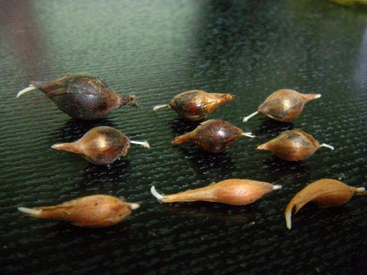 ��ѡ���������򣬶����Ѿ���ѿ��Ŷ��