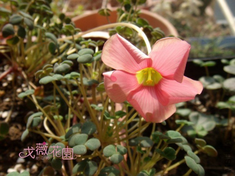 ���ŵ���Ů����������ϧֻ����һ��