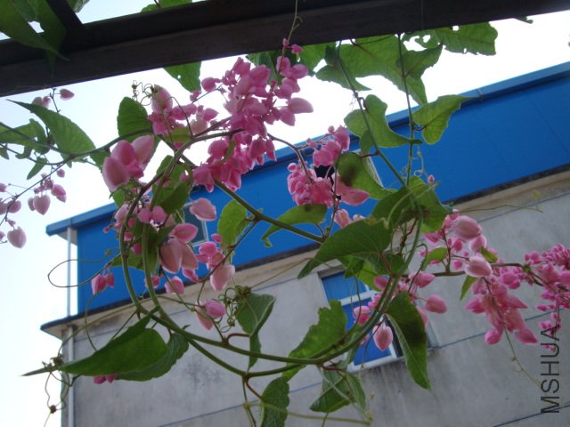 DSC03519.JPG