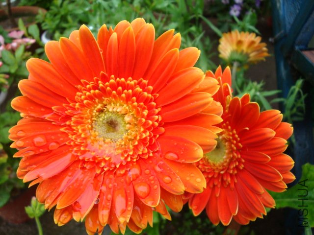 DSC04000.JPG