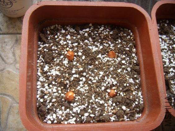 ������ѿ����