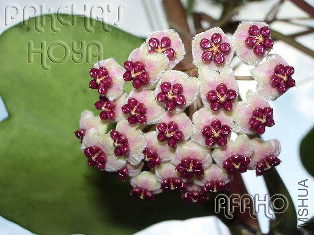 Hoya kerrii - Pakeha\'s picture3.jpg