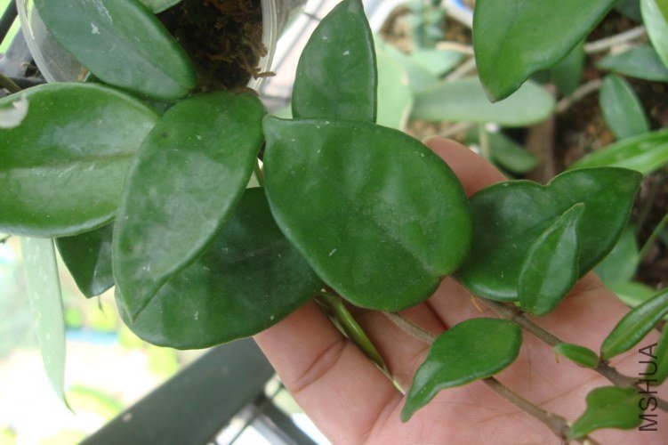 Hoya carnosa Pink ��Ҷ�ۺ컨_������С.JPG