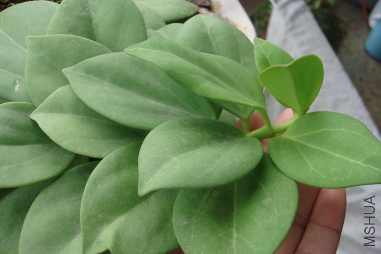 Hoya pachyclada õ����ζ�ͻ�����_������С.JPG