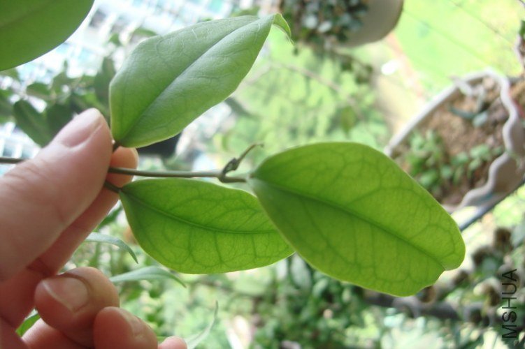 HOYA BUOTII ���ǻ���������_������С.JPG