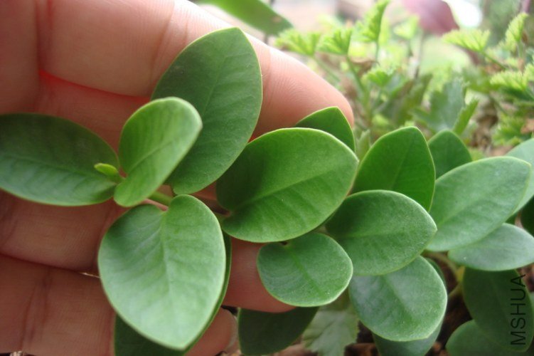 Hoya cummingiana ��Ȼ����_������С.JPG