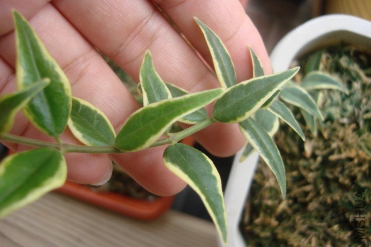 hoya bella ����_������С.JPG