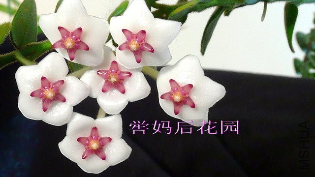 Hoya chinghungensis ��������.jpg