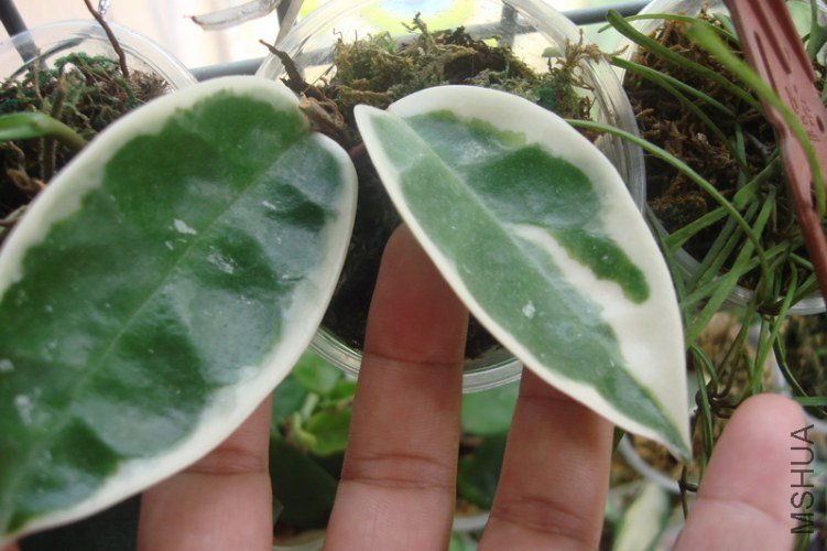 Hoya carnosa variegata ���ֿ����TW��Ҷ����_������С.JPG