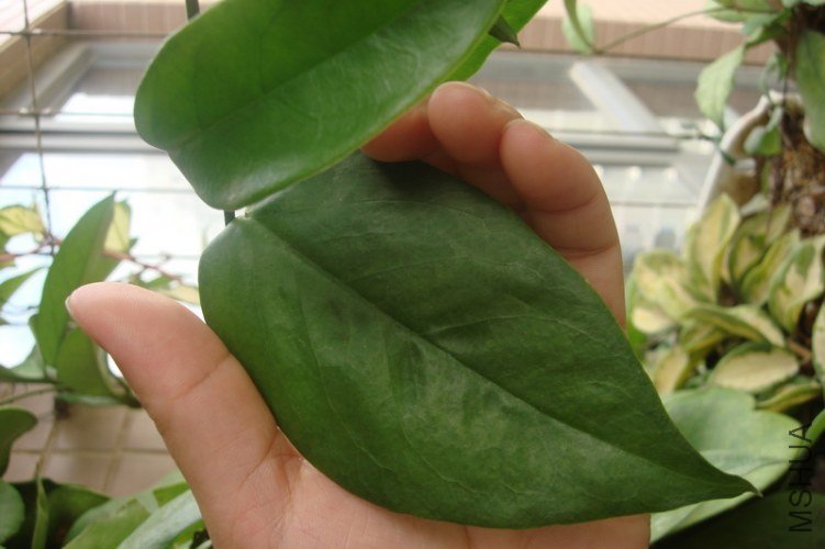 Hoya kenejiana ��yellow�� �ƻ���������_������С.JPG