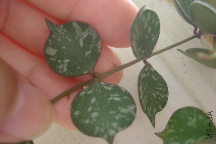 ����С�������� Hoya curtisii_������С.JPG