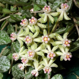 Hoya curtisii.jpg