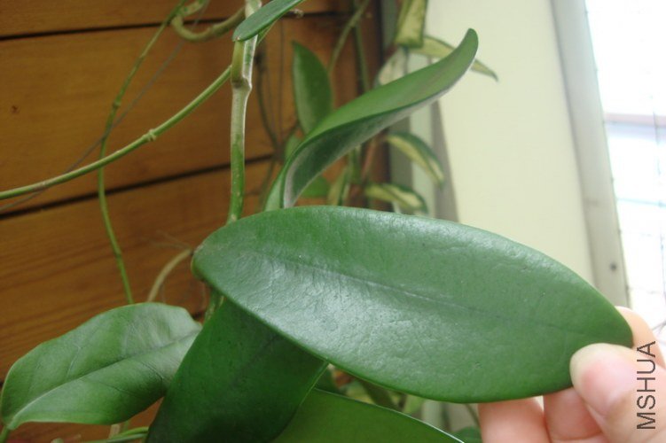 meliflua var. ssp. Fraterna ��������_������С.JPG