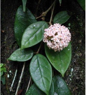 ͹������Hoya nervosa1.jpg