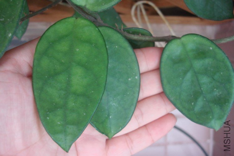 ͹������Hoya nervosa_������С.JPG