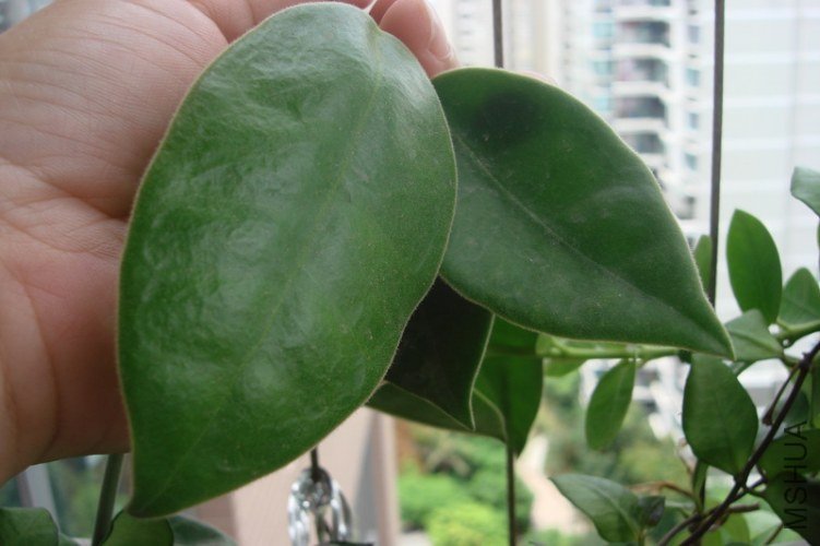 Hoya lauterbachii pink ���������ۺ컨(������󻨣�_������С.JPG