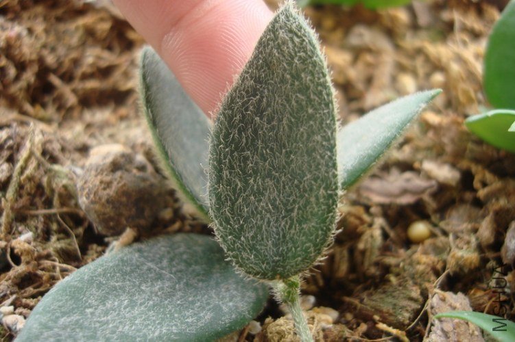 Hoya thomsonii ��������1_������С.JPG