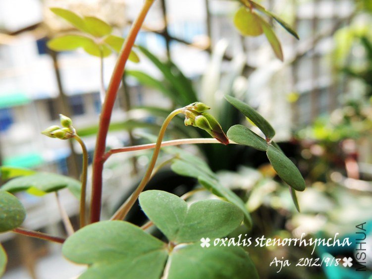 O.stenorrhyncha�߸�