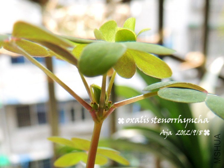 O.stenorrhyncha�߸�