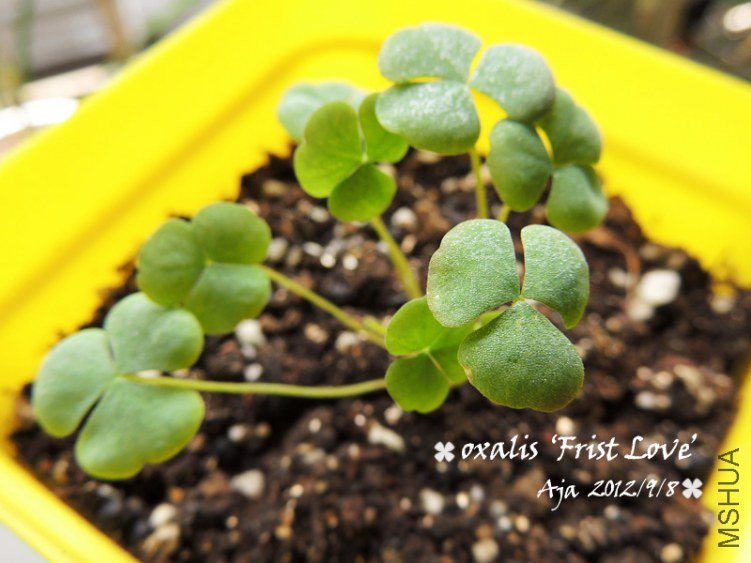 O.��first love��