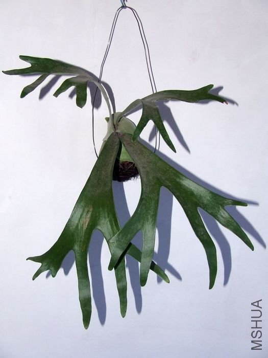 DSCF4794.JPG