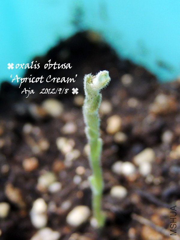 O.ob ��Apricot Cream��