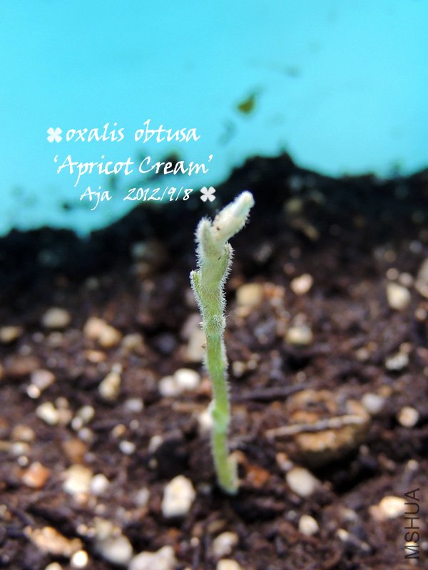 O.ob ��Apricot Cream