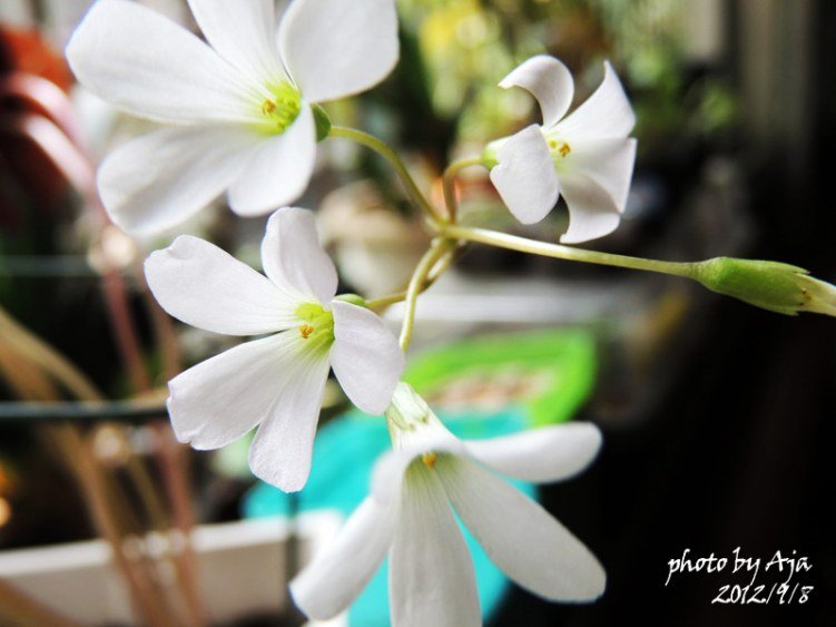 �׻�����ot�׻�����