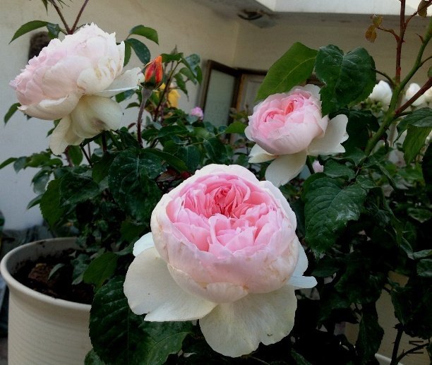 ���򷨰�˹��2 of zxhdani.jpg