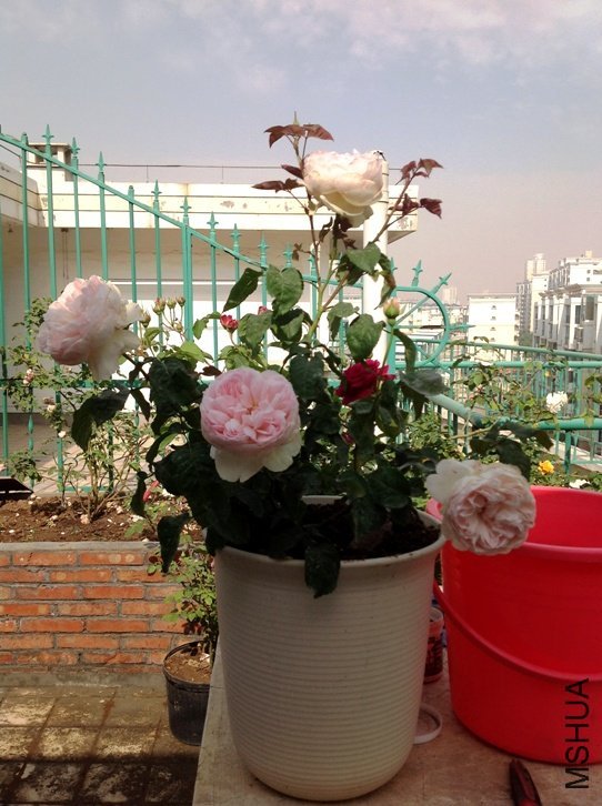 ���򷨰�˹��3 of zxhdani.jpg