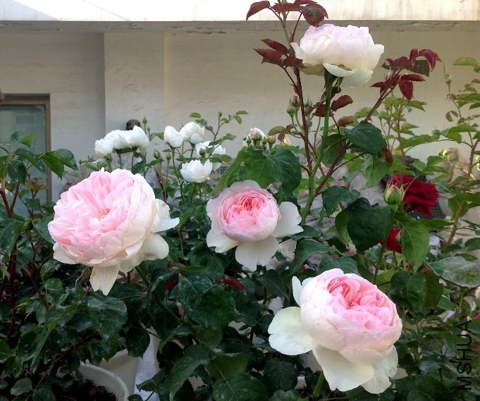 ���򷨰�˹��4 of zxhdani.jpg