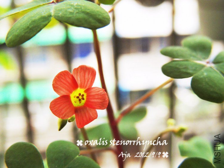 Oxalis stenorrhyncha �߸�