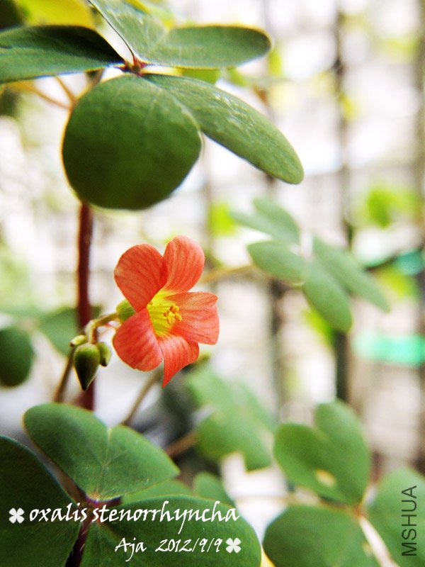 Oxalis stenorrhyncha �߸�