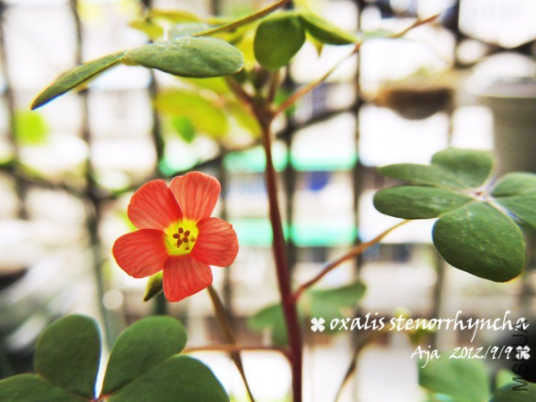 Oxalis stenorrhyncha �߸�