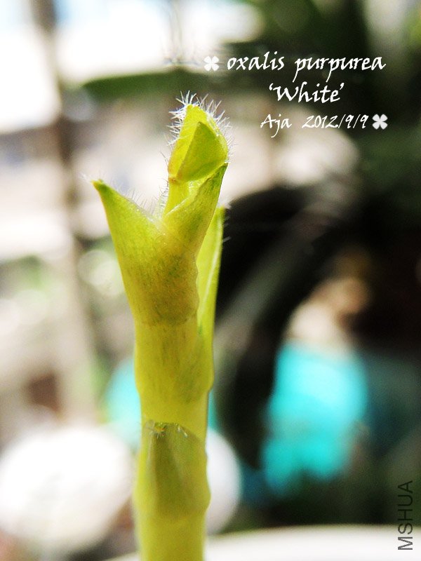 O.purpurea ��White����ܽ��