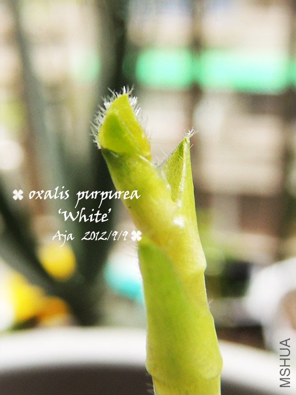 O.purpurea ��White����ܽ��