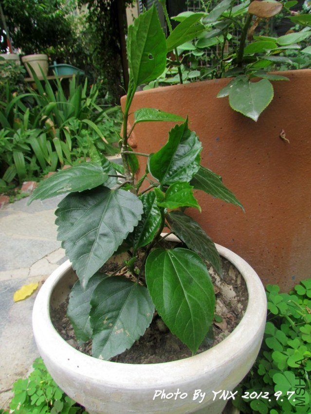 2012.9.7 036_��ɣ.jpg