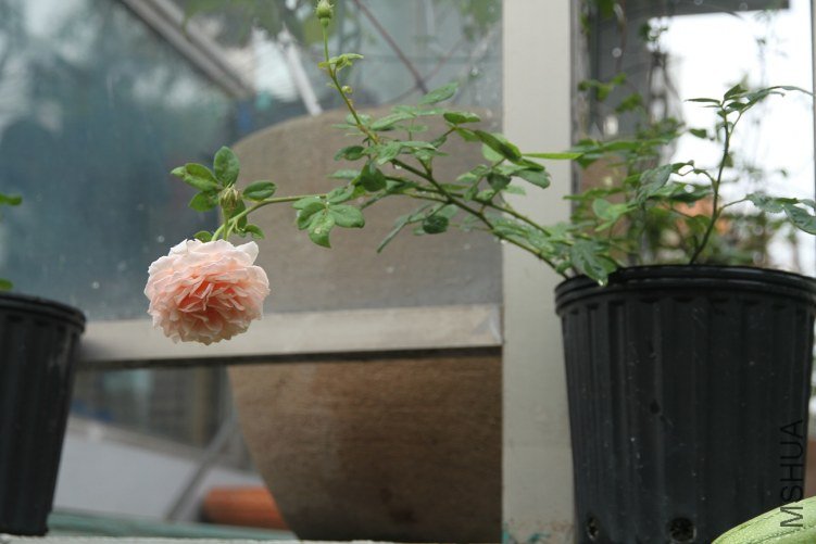 IMG_4682.JPG