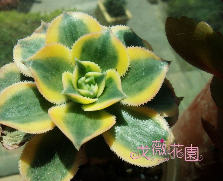 ����ǵ�����ҵģ������ر�ã���ϧ���ǰ��������졣