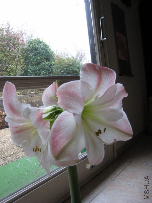 IMG_1450 [1024x768].JPG